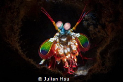 Mantis shrimp by Julian Hsu 